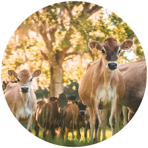 Austin Family Austin Family Dairy Cows