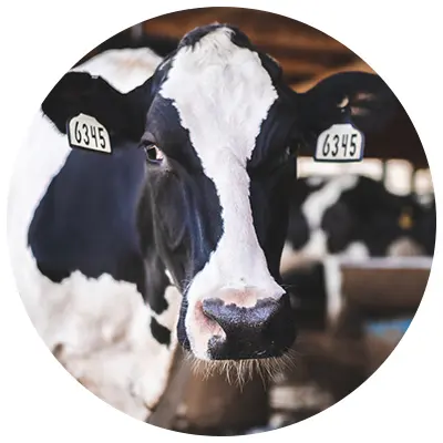 Cow Comfrot Dairy Cow