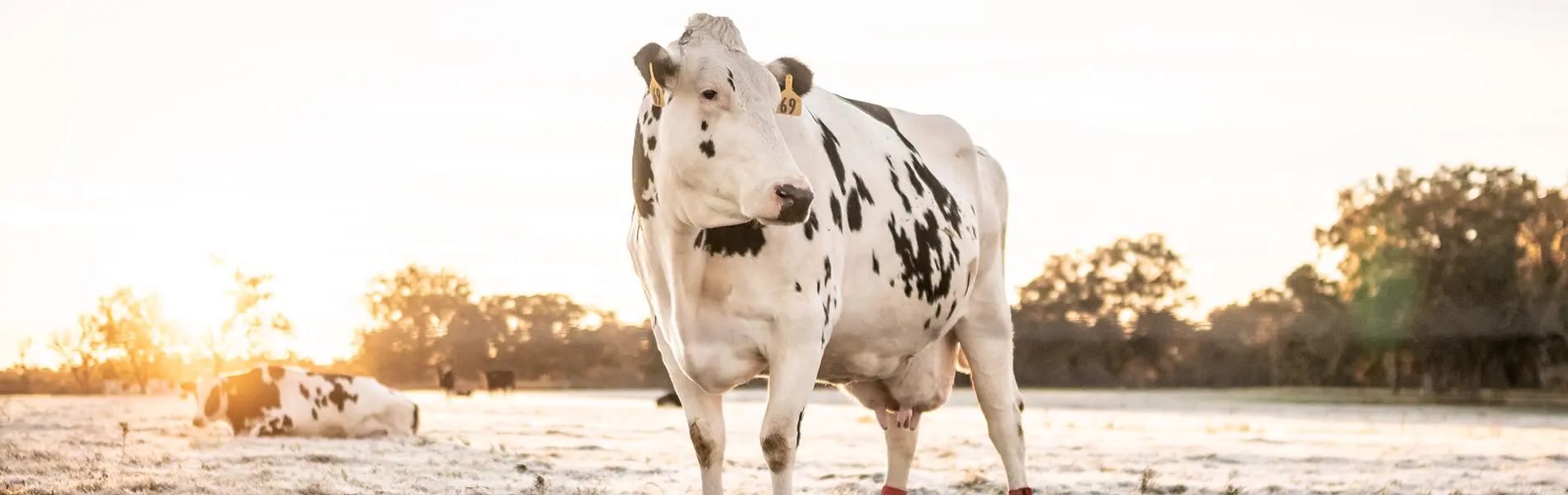 Farm Services Cow in field