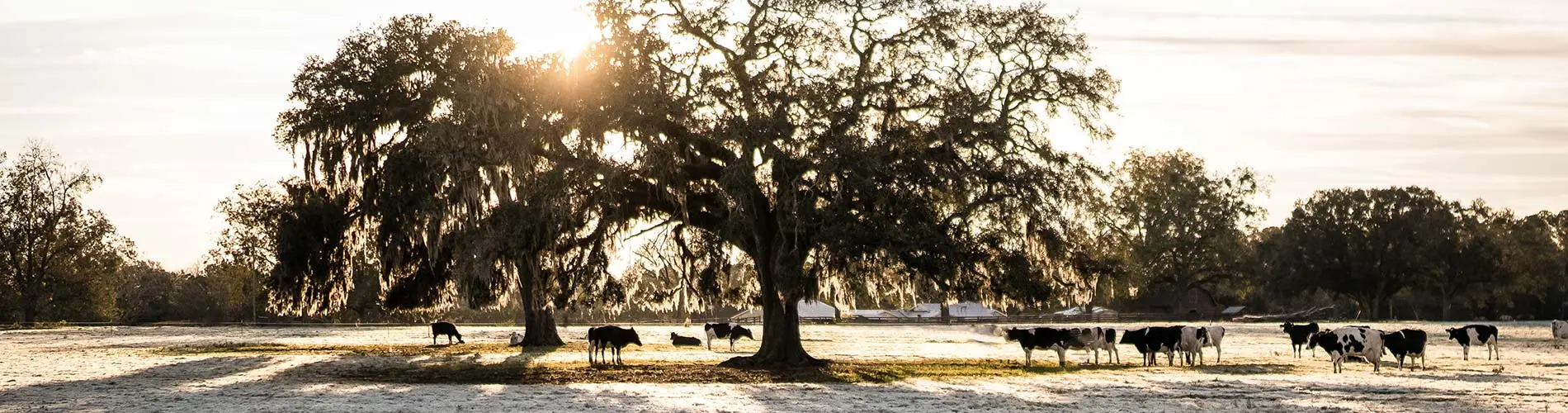 Sustainability Cows in field at sunrise