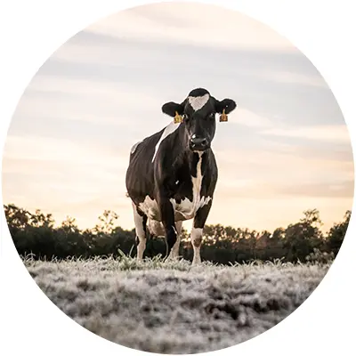 Dairy Cow Dairy cow alone in field