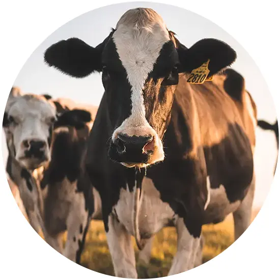 Dairy Cow Dairy cows in field
