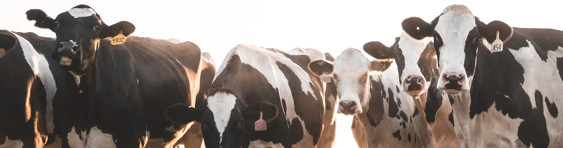 Animal Care Dairy cows in field