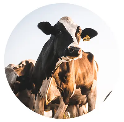 Dairy Cow Dairy cows in field