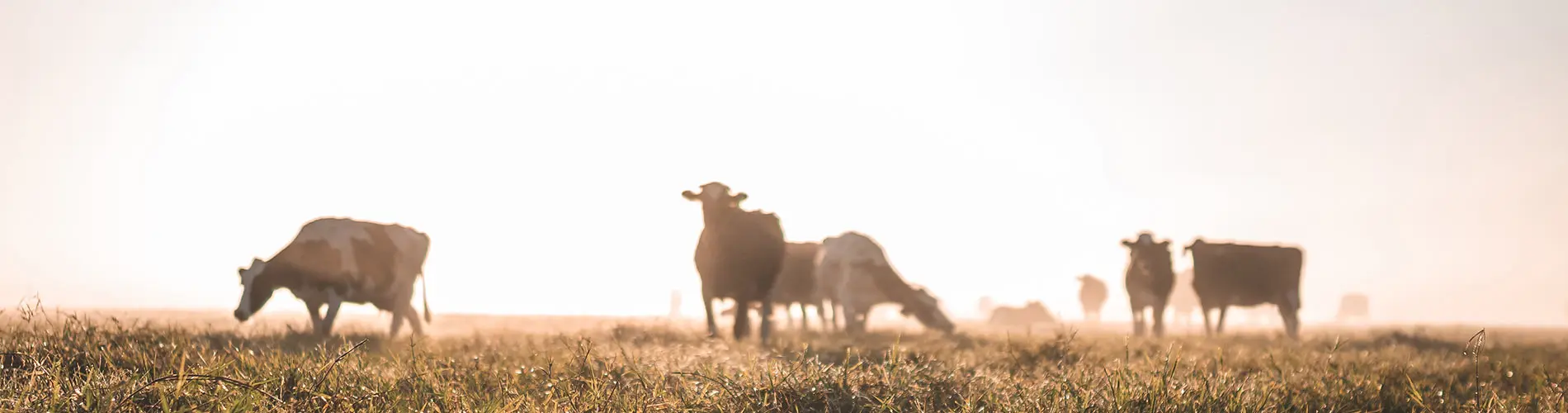 On Farm Initiatives Dairy cows in field