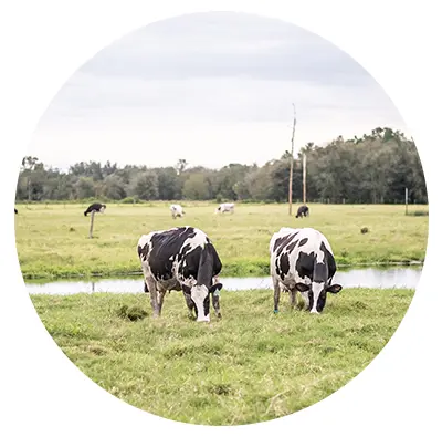 Dairy Cows Dairy cows in field