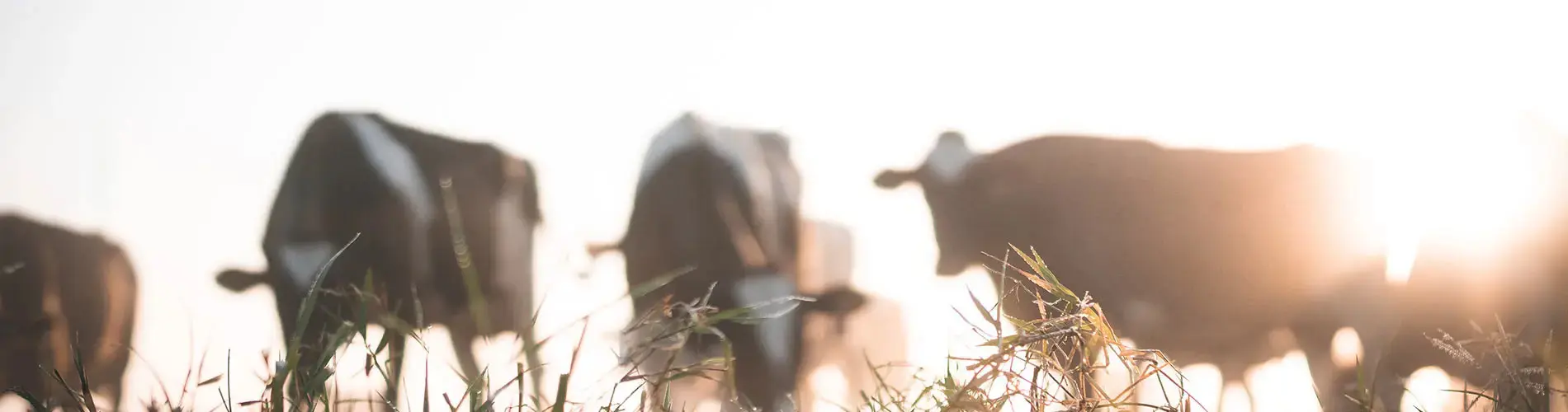 Co-Op Initiatives Dairy cows in field