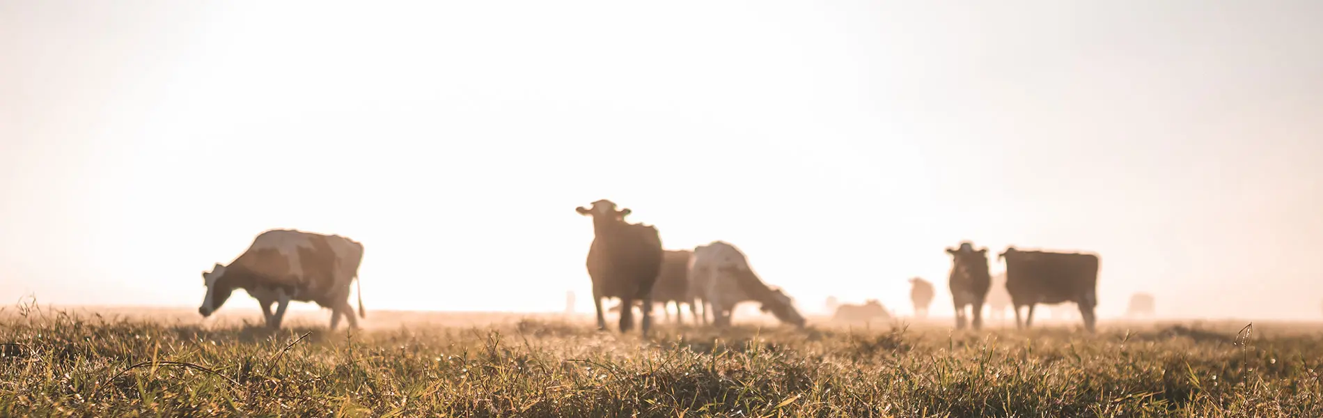 Our History Dairy Cows