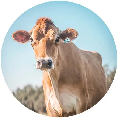 Hawthorne Creek Creamery Holstein Cow